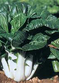 Brassica rapa 'Bonsai'